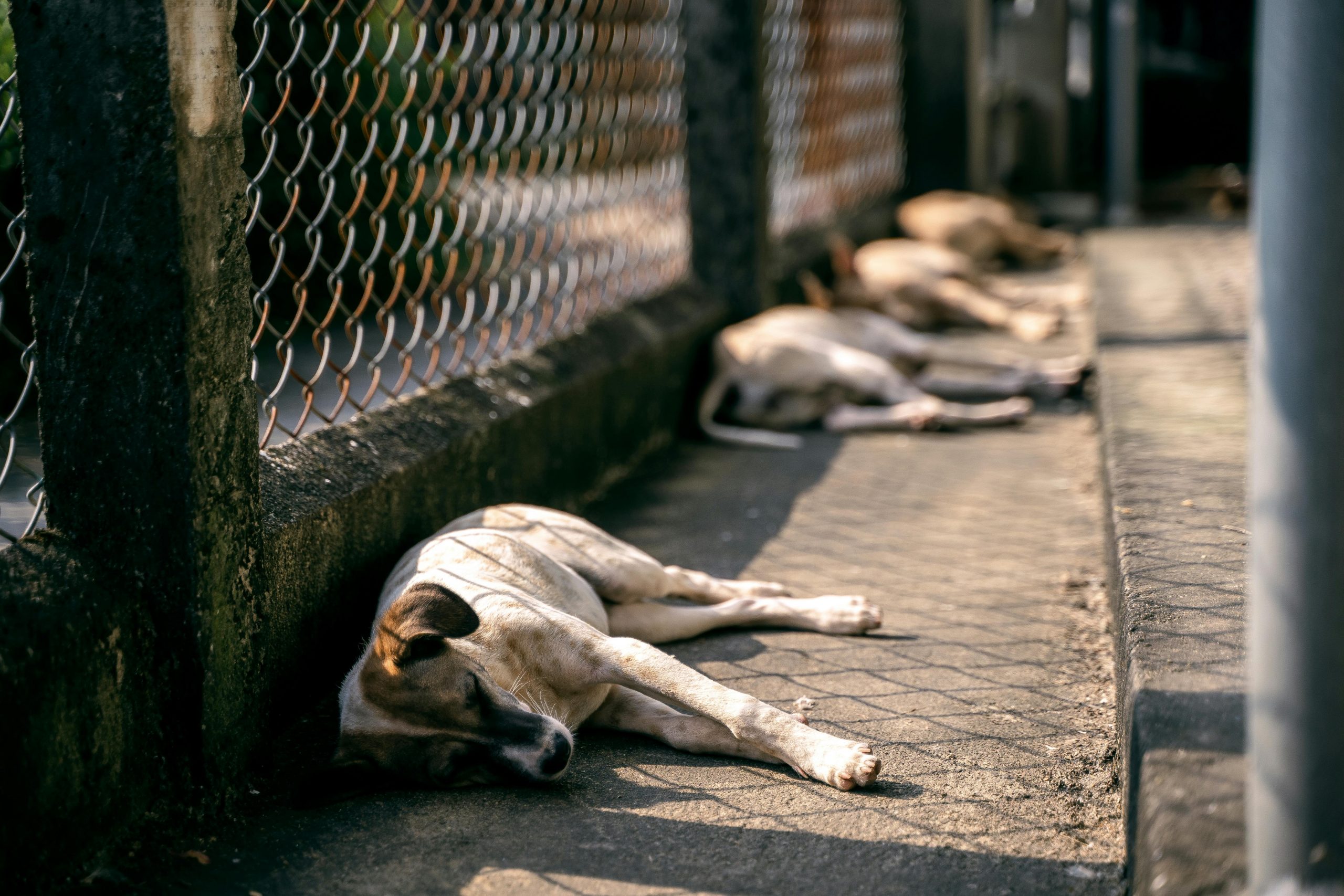 Stray dogs lying peacefully by a chainlink fence, enjoying the sun.