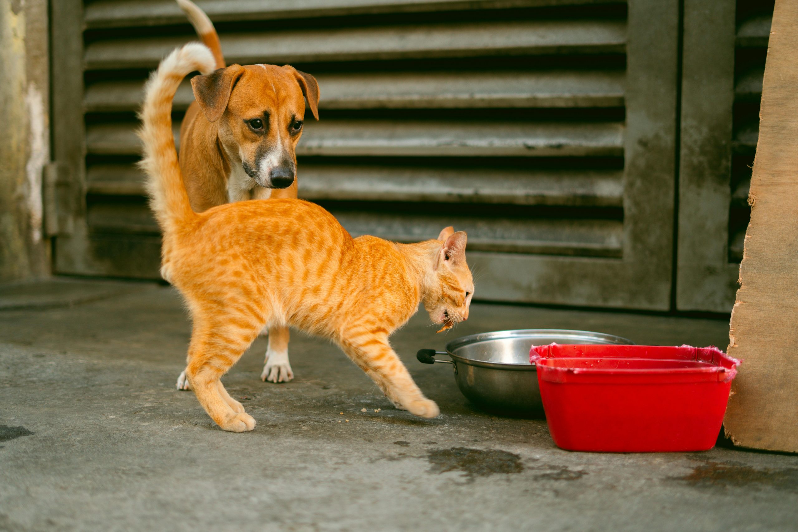A cat and dog near food bowls on a Manila street.