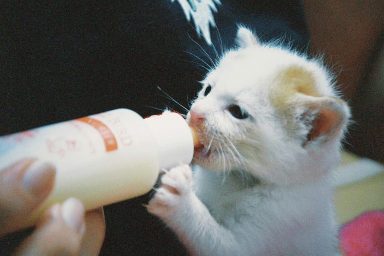 Close-up of a cute kitten drinking milk from a bottle, showing tenderness and care.
