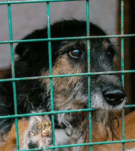 A sad dog with a scruffy face looking out from behind shelter cage bars.